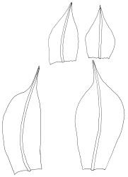 Anoectangium aestivum, perichaetial leaves. Drawn from W. Martin s.n., s.d., 17 Apr. 1950, CHR 566191.
 Image: R.D. Seppelt © R.D.Seppelt All rights reserved